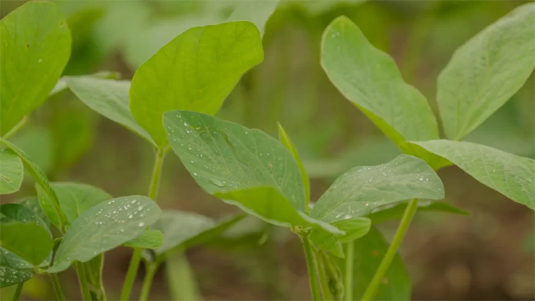 BioQualitá|Quem somos