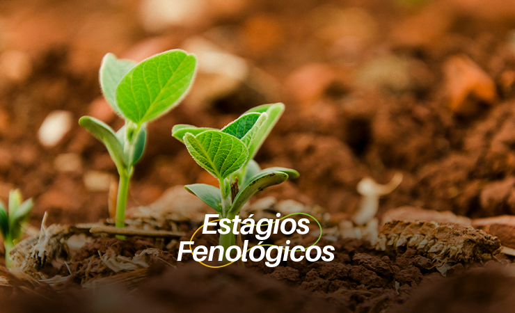 BioQualitá | Estágios fenológicos das culturas e ação dos fatores de estresse em cada fase
