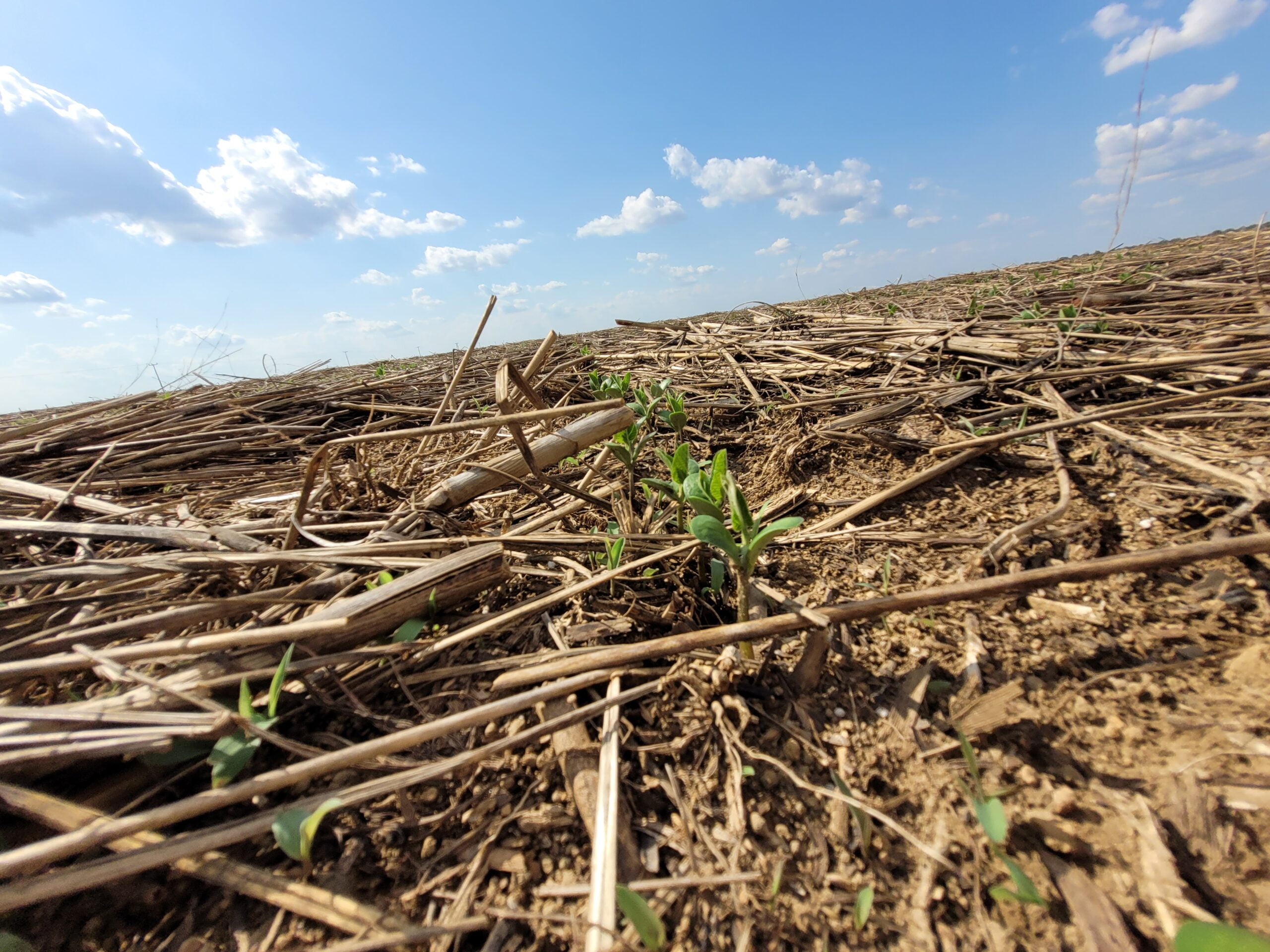 BioQualitá | Irregularidades nas chuvas e o estresse das plantas