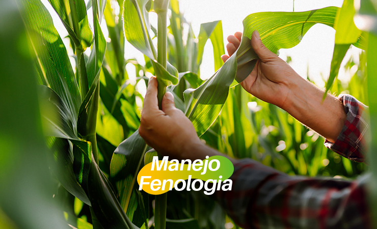 BioQualitá | Manejo baseado na fenologia aumenta eficiência de insumos e produtividade