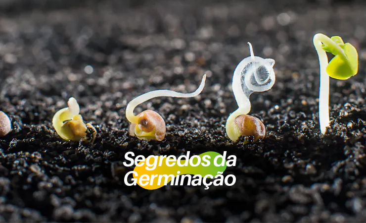 BioQualitá | Desvendando o segredo da germinação