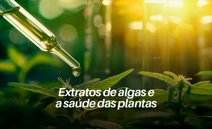BioQualitá | Como os extratos de algas promovem o crescimento e a saúde das plantas