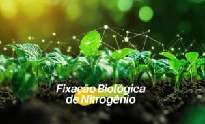 Fixação Biológica de Nitrogênio: desvendando o papel dos Rizóbios e como potencializar a FBN na nutrição da soja