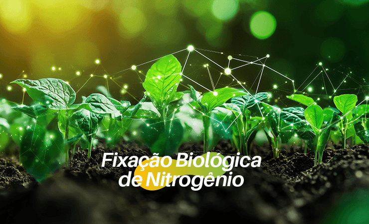 BioQualitá|Fixação Biológica de Nitrogênio: desvendando o papel dos Rizóbios e como potencializar a FBN na nutrição da soja