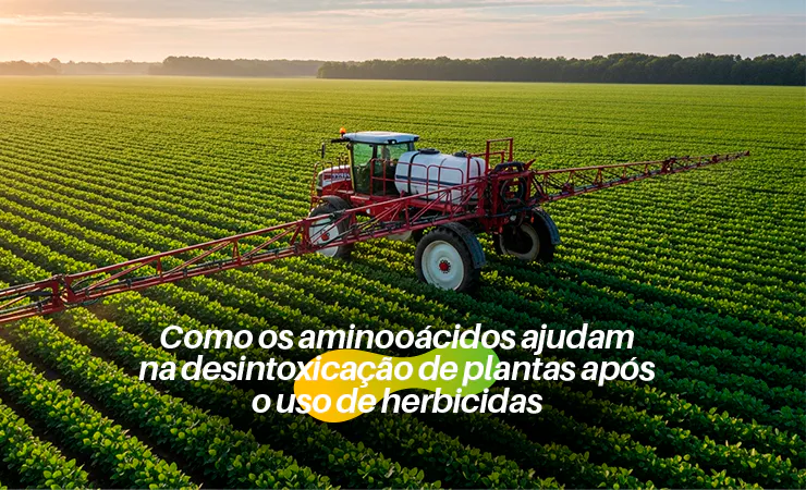 Entender como a planta se desintoxica e como aminoácidos livres L-α, obtidos por processos enzimáticos como Enzyneer®, aceleram essa recuperação é fundamental para otimizar o desempenho das lavouras.